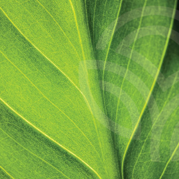 [nimi] NSP, malli [malli] | Kuva nro 1