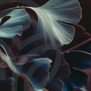 [nimi] NSP, malli [malli] | Kuva nro 1