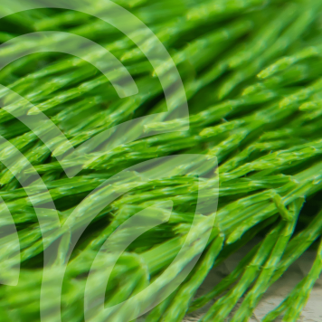 [nimi] NSP, malli [malli] | Kuva nro 1