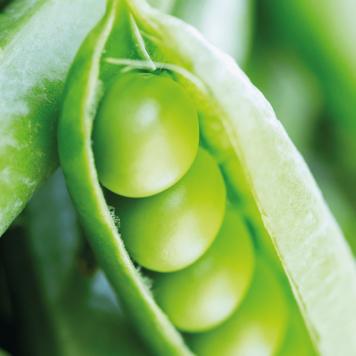 [nimi] NSP, malli [malli] | Kuva nro 1